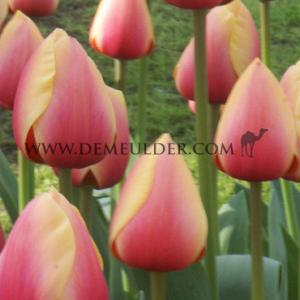 Tulipa Marit 12/+ (x250)
