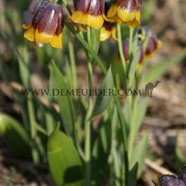 Fritillaria Michailovskyi 5/+ (x250)