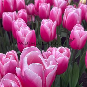 Tulipa Milkshake 12/+ (x250)