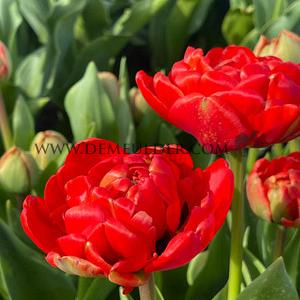 Tulipa Miranda 12/+ (x 250)