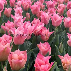 Tulipa Miss Elegance 12/+ (x250)