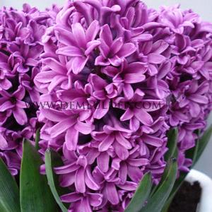 Hyacinthus Miss Saigon 17/18 (x100)