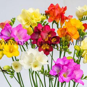 Freesia Double Mixed 5/6 (x250)