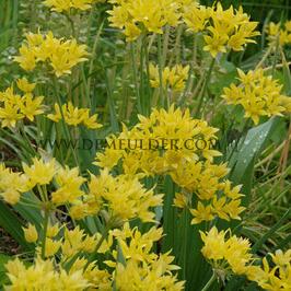Allium Moly (Luteum) 5/+ (x250)