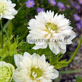 Anemone Mount Everest 7/8 (x250)