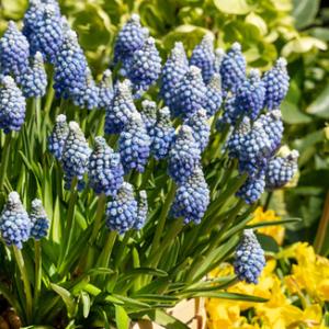 Muscari Mount Hood 5/+ (x250)