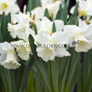 Narcissus Mount Hood 14/16 (x 250)