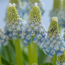 Muscari Mountain Lady 7/8 (x250)