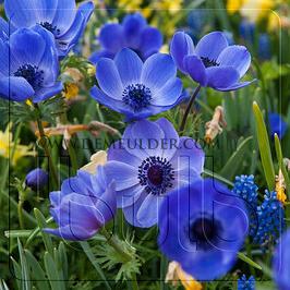Anemone Mr. Fokker 7/8 (x250)