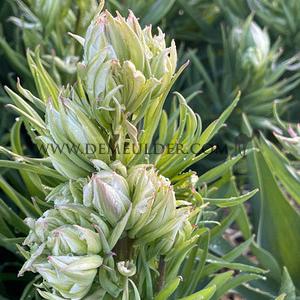 Tulipa Mystery Valley 12/+ (x250)