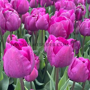 Tulipa Negrita 12/+ (x250)