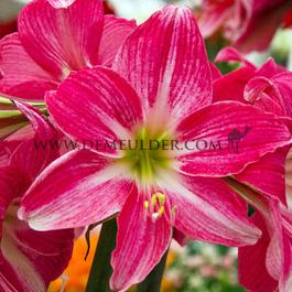 Amaryllis Neon 30/32 (x10)