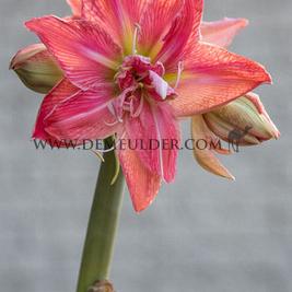 Amaryllis Nymph, Double Group, 30/32, Prep. (10x)