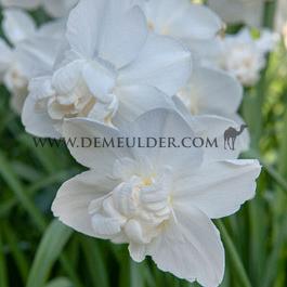 Narcissus Obdam Double 14/16 (x250)