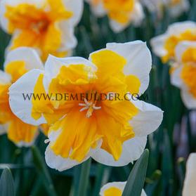 Narcissus Orangery Collar Group 14/16 (x250)