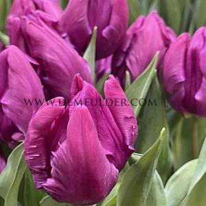 Tulipa Parrot Prince 12/+ (x250)