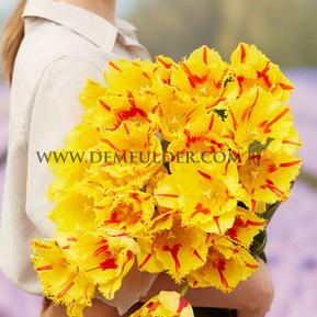 Tulipa Party Clown 12/+ (x250)