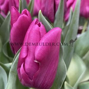Tulipa Passio Fuchsi 12/+ (x250)