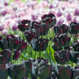 Tulipa Paul Scherer 12/+ (x250)
