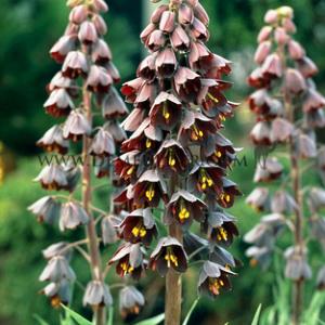 Fritillaria Persica 20/+ (x25)