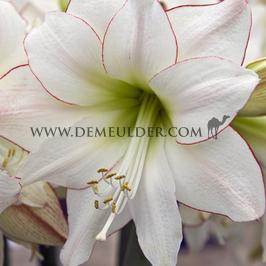 Amaryllis Picotée  30/32 (x10)