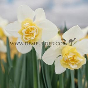 Narcissus Popeye Double 14/16 (x250)