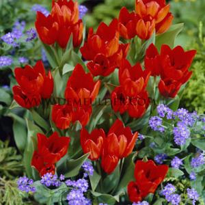 Tulipa Praestans Fusilier 12/+ (x250)