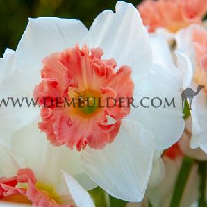 Narcissus Precocious 14/16 (x250)