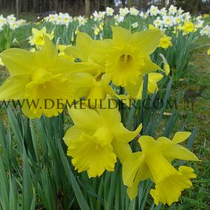 Narcissus Primeur Trumpet 14/16 (x250)