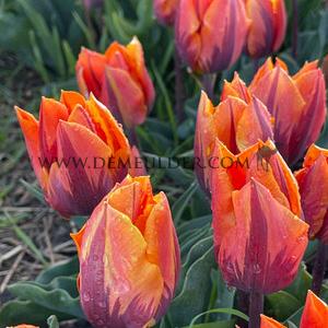 Tulipa Prinses Irene 12/+ (x250)