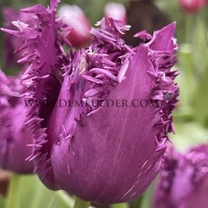 Tulipa Purple Jaws 12/+ (x250)