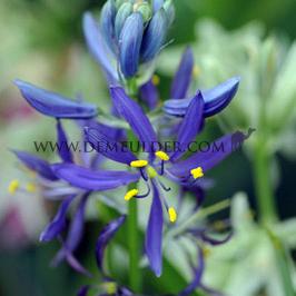 Camassia Quamash 6/+ (x250)