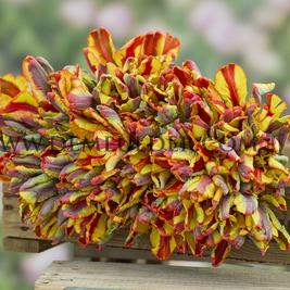 Tulipa Rasta Parrot 12/+ (x250)