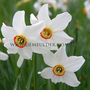 Narcissus Recurvus Poeticus Z14/16 (x250)