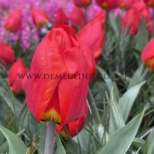 Tulipa Red Paradise 12/+ (x250)