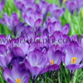 Crocus Remembrance 9/10 (x250)
