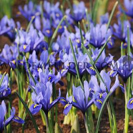 Iris Reticulata Harmony 6/+ (x250)