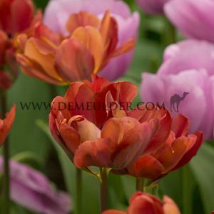 Tulipa Ridgedale 12/+ (x250)