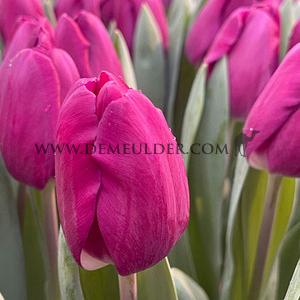 Tulipa Roeska 12/+ (x250)