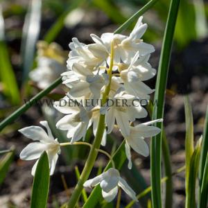 Puschkinia Scilloides Var Alba 5/+ (x250)