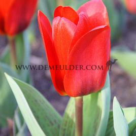 Tulipa Showwinner 12/+ (x250)