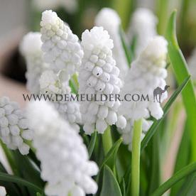Muscari Siberian Tiger 8/+ (x250)