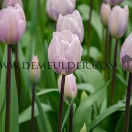 Tulipa Silver Cloud 12/+ (x250)