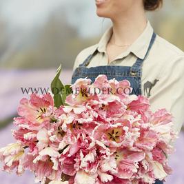 Tulipa Silver Parrot 12/+ (x250)