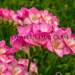 Freesia Single Pink 5/+ (x250)