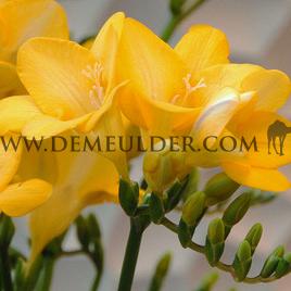 Freesia Single Yellow 5/+ (x250)
