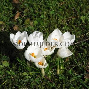 Crocus Snow Bunting 5/+ (x250)