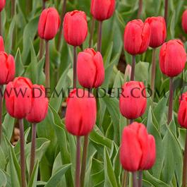 Tulipa Surrender 12/+ (x250)