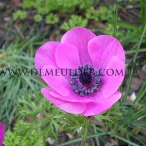 Anemone Sylphide 7/8 (x250)