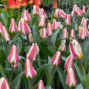 Tulipa Tarafa 12/+ (x250)